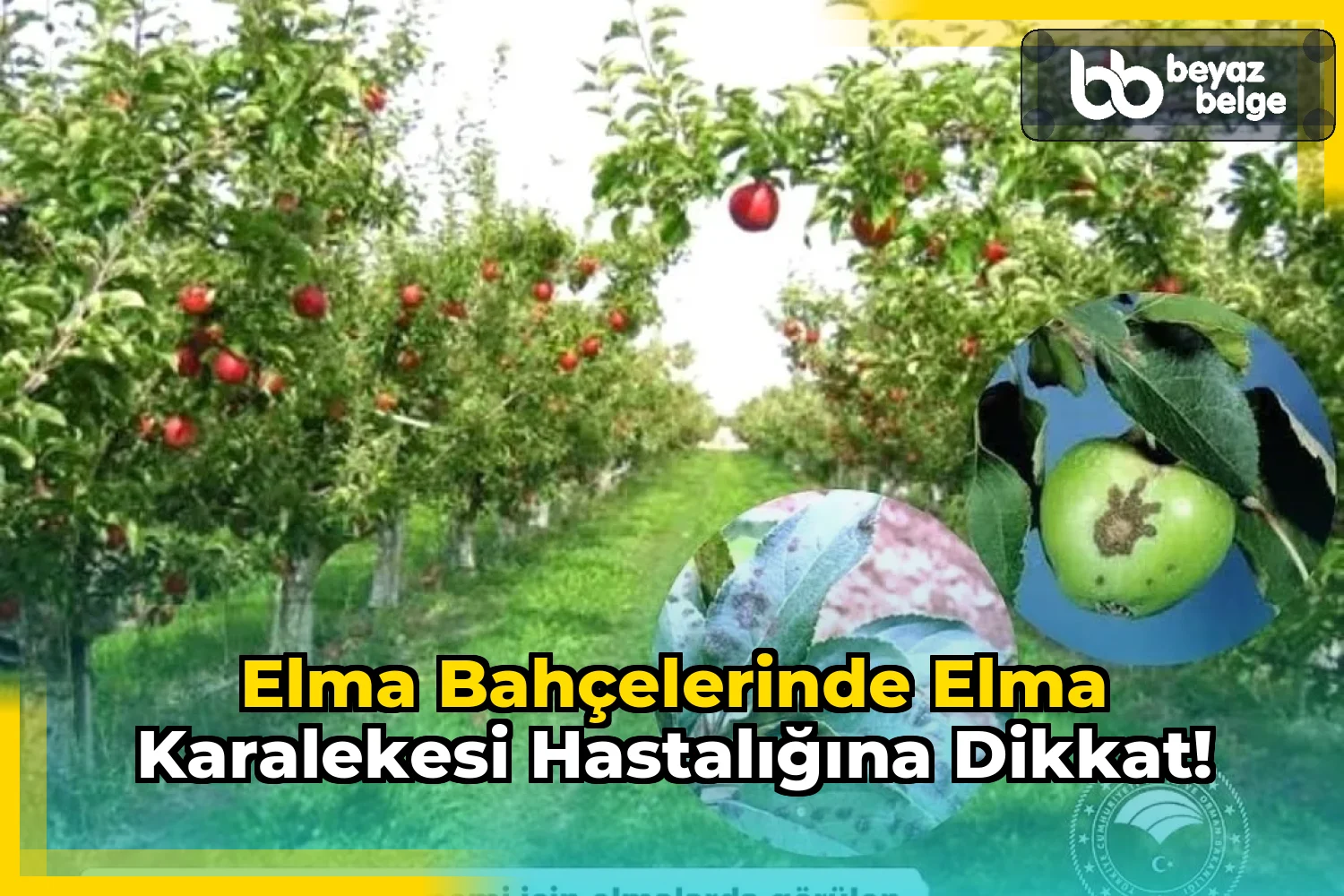 Elma Bahçelerinde Elma Karalekesi Hastalığına Dikkat!