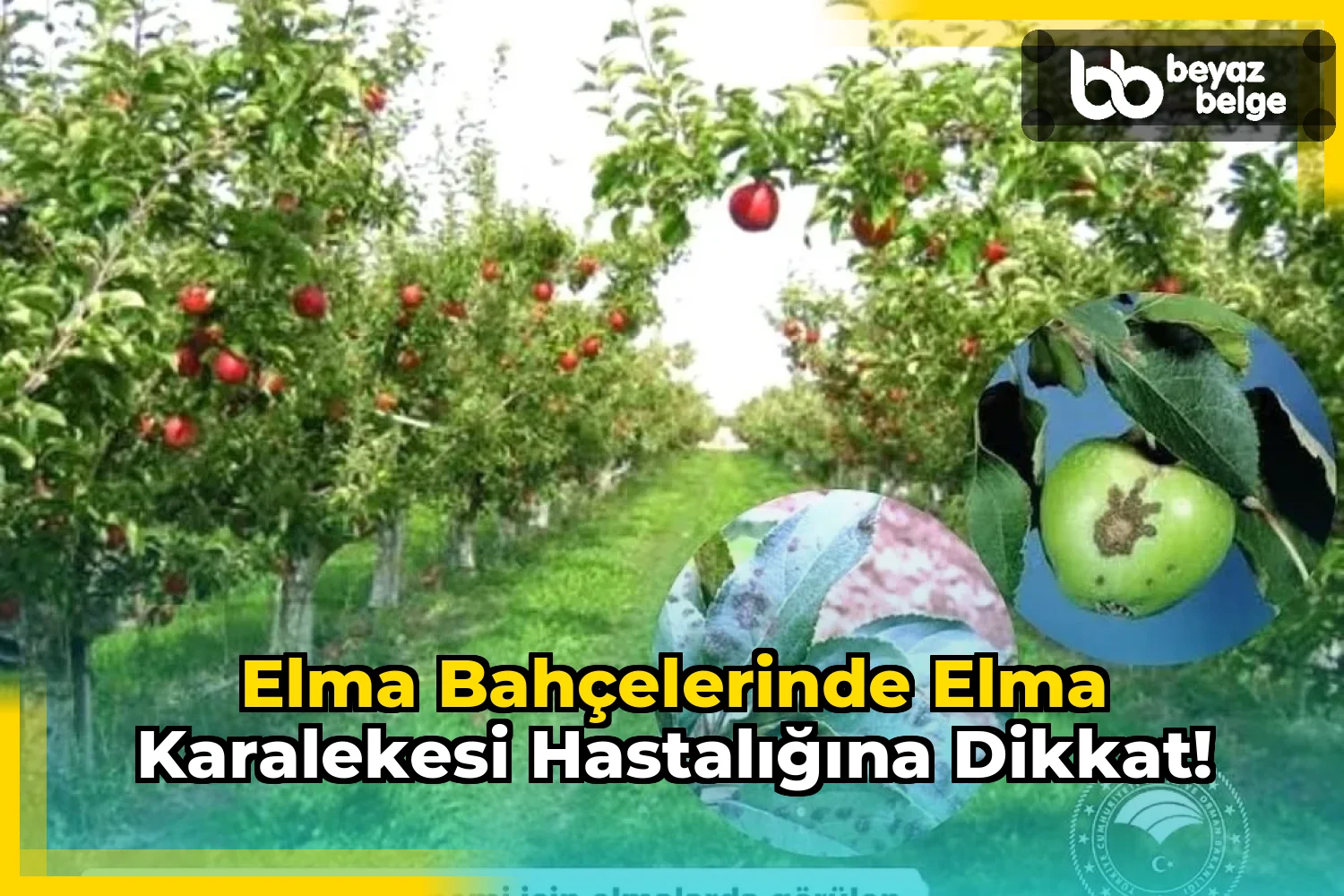 Elma Bahçelerinde Elma Karalekesi Hastalığına Dikkat!