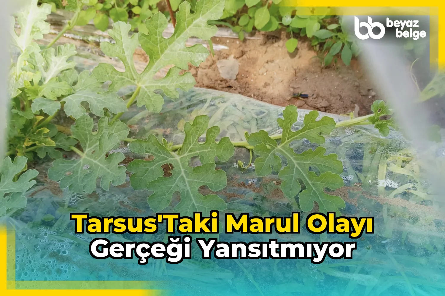 Tarsus'taki marul olayı gerçeği yansıtmıyor
