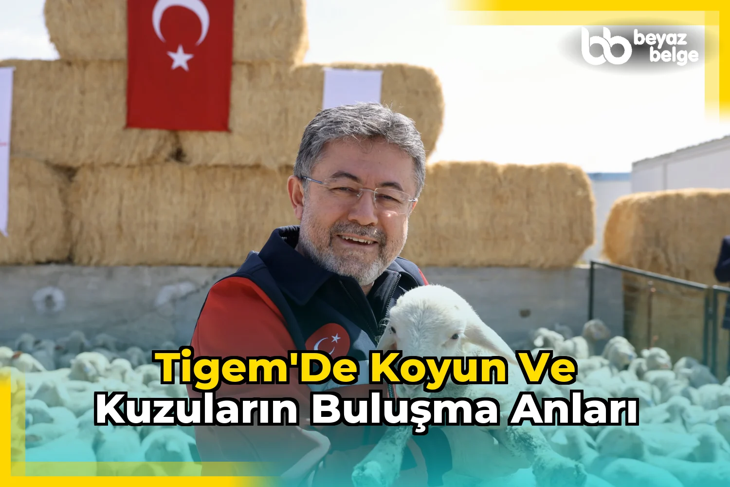 TİGEM'de Koyun ve Kuzuların Buluşma Anları