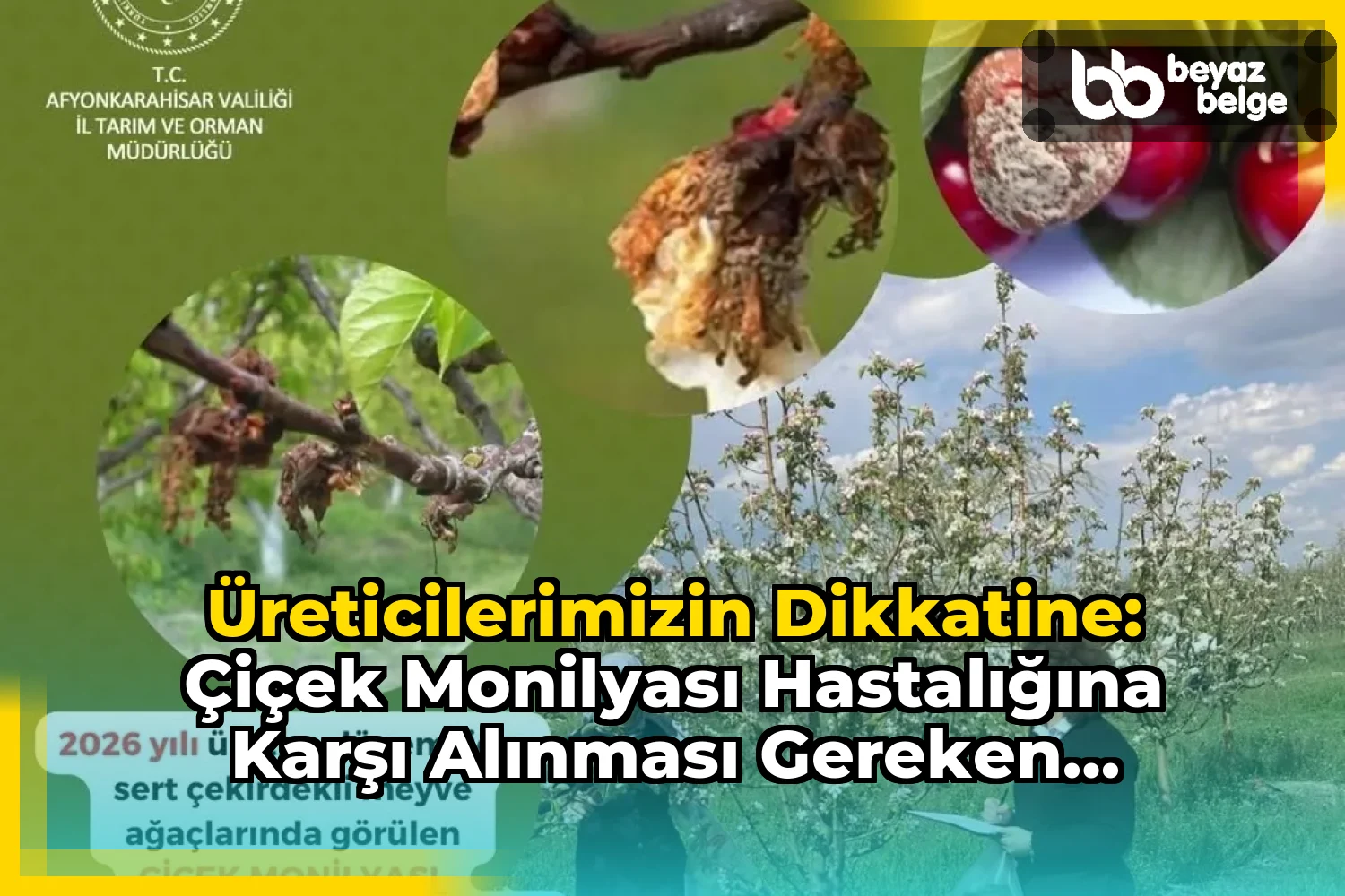 Üreticilerimizin Dikkatine: Çiçek Monilyası Hastalığına Karşı Alınması Gereken Tedbirler