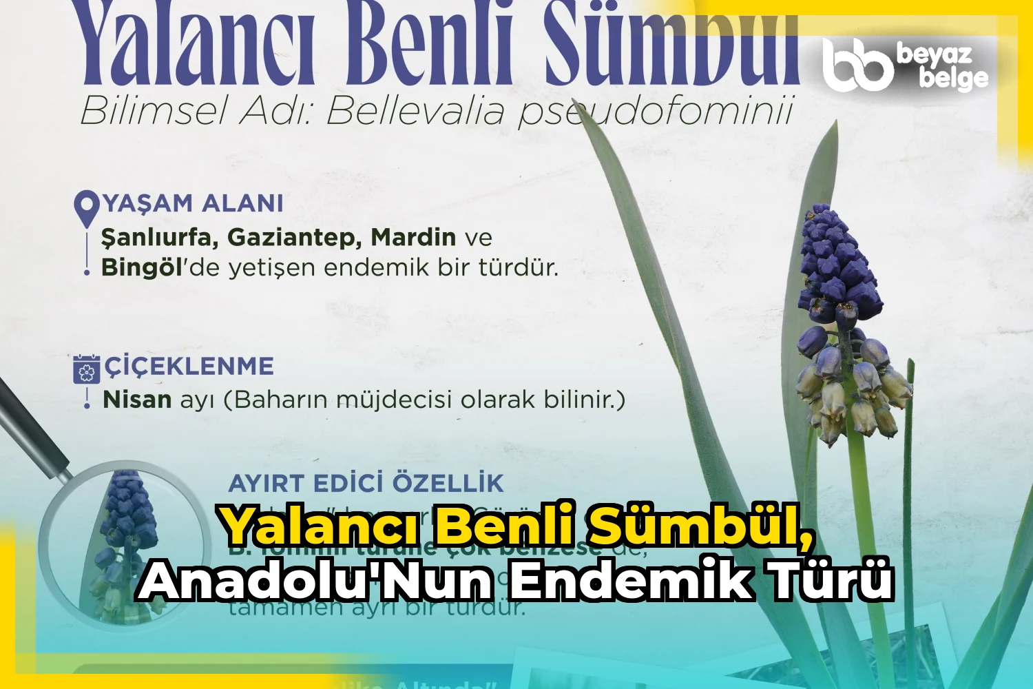 Yalancı Benli Sümbül, Anadolu'nun Endemik Türü